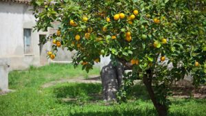 Read more about the article To Replant a Lemon Tree, Dig a Hole That is Twice The Width of The Tree’s Root Ball.