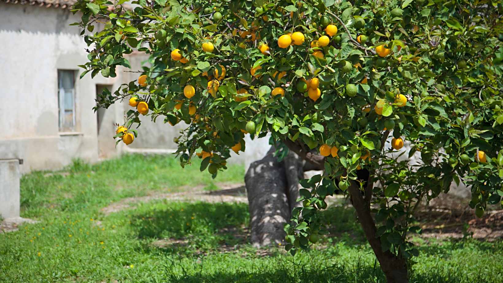To Replant a Lemon Tree, Dig a Hole That is Twice The Width of The Tree’s Root Ball.